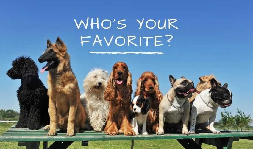 Top Favorite Dog Breeds That Dominated Last 100 Years of Trends