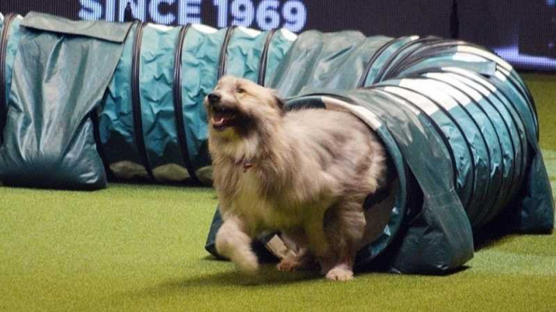 Karatu running through a tunnel in crufts 2020 agility run