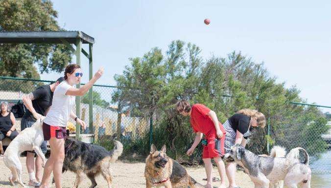 dogs playing