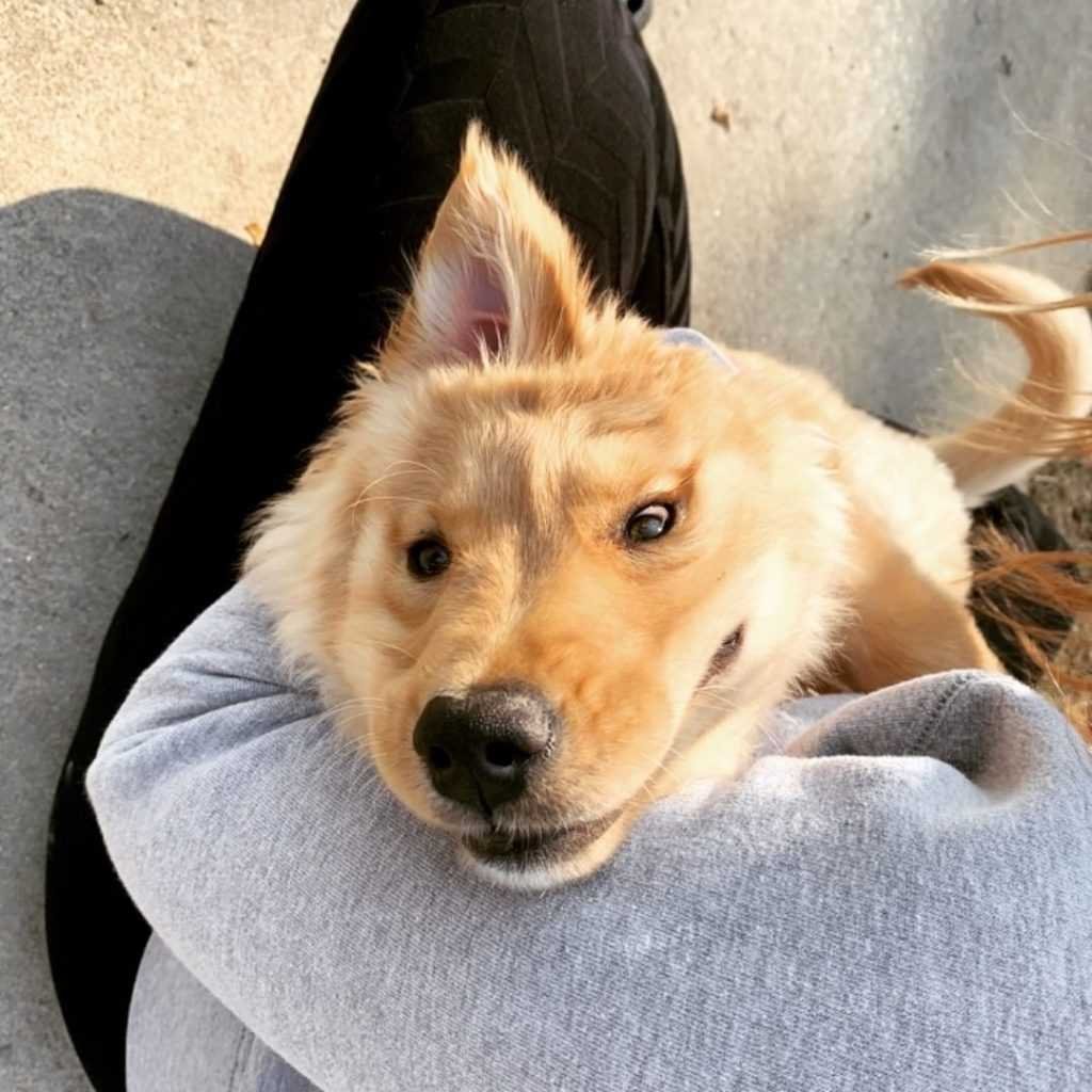 Adorable puppy Rae is a “Golden Unicorn” because of the ear in the middle of his head
