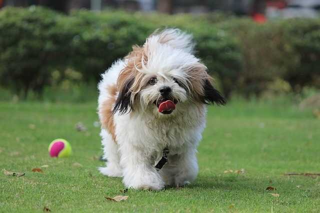 Lhasa apso dog running