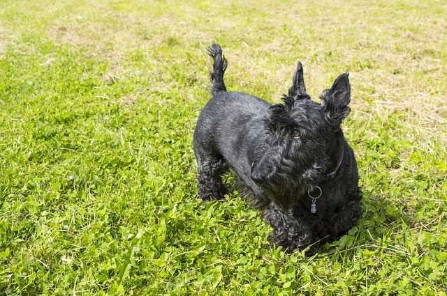 A black Scottish Terrier standing on the grass