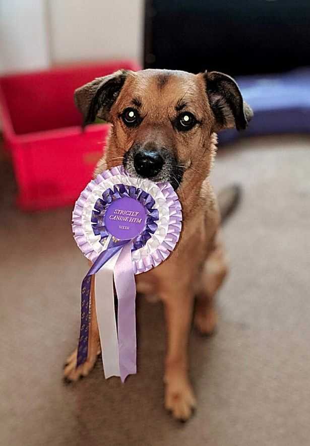The rescued dog Yogi standing with a winning badge in his mouth at Cruft 2020