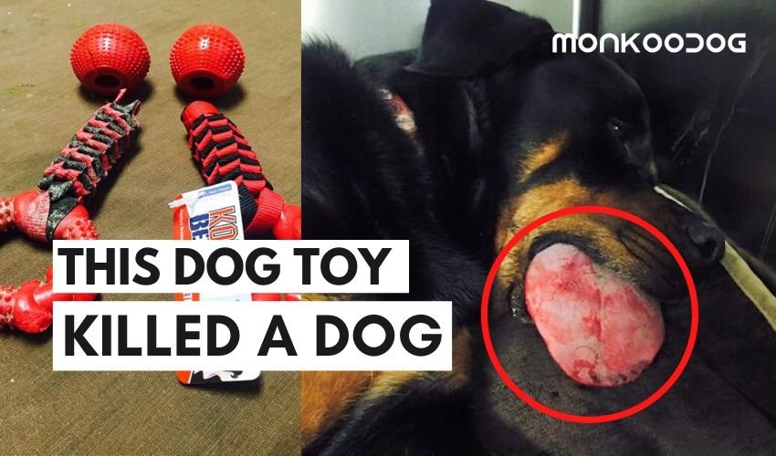 Kong toy kills dog 2025