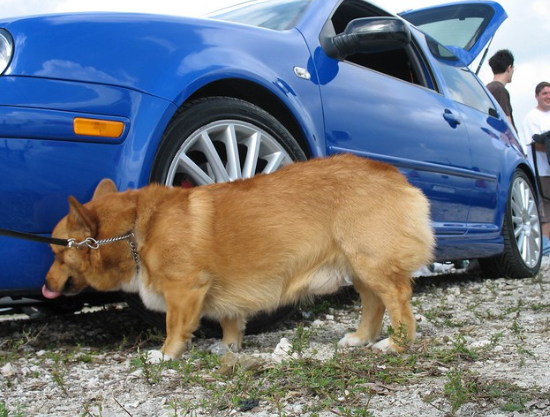 dog pee on the car