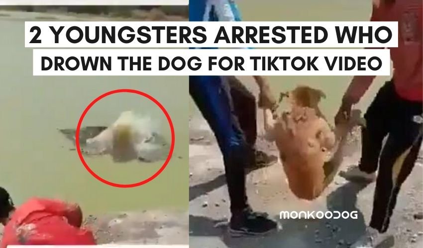 2 young boys tied and throw the dog in pond for tiktok video