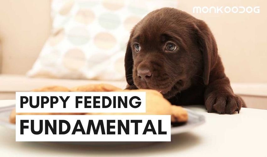 How You’re Feeding Wrong to Your Puppy | Puppy Feeding Guide