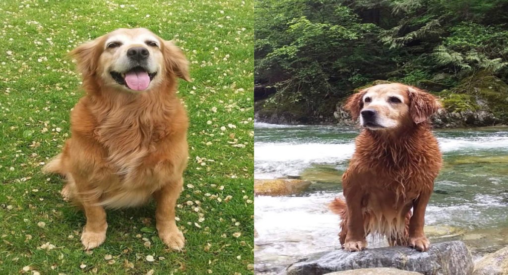 Vancouver Dog goes missing after falling into the Lynn Canyon Waterfall