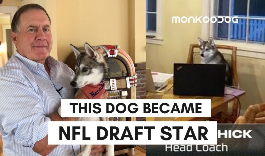 Nike, Bill Belichick’s Dog Become The Viral Sensation Post-NFL Draft 2020