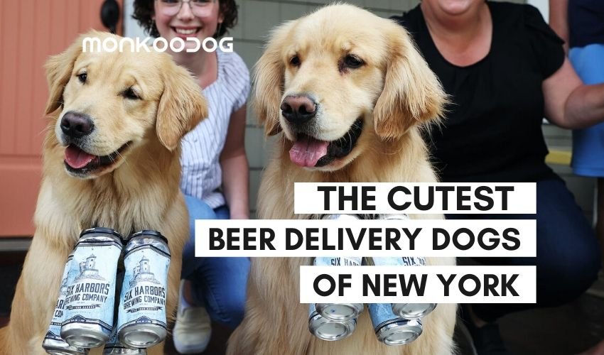 The Brew Dogg Delivering Beer To Customers Under Lockdown is the New Adorable Story