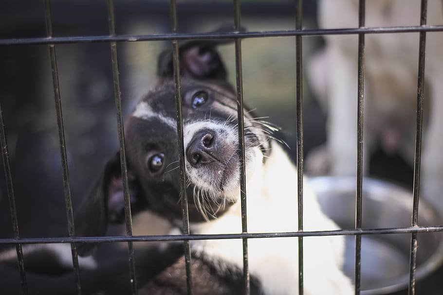 Dog in a cage 