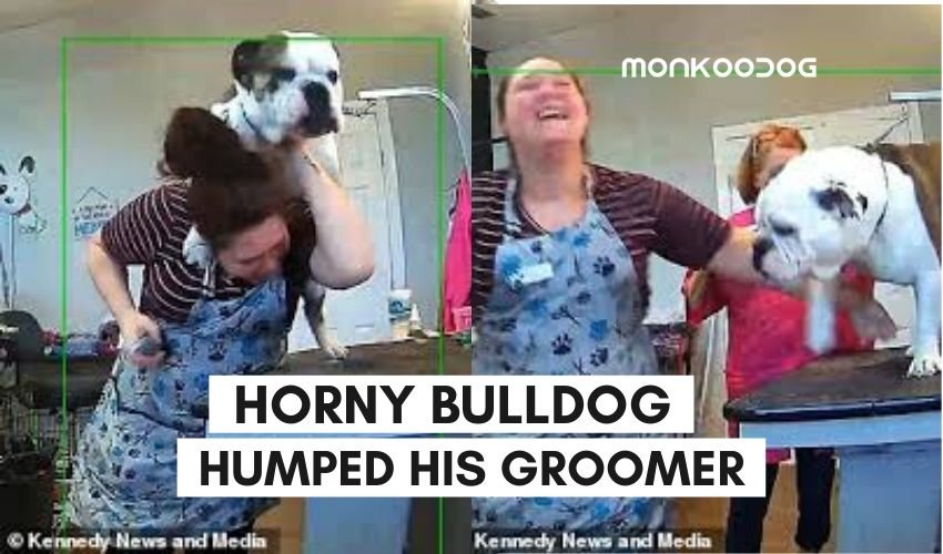 horny bulldog humped dog groomer