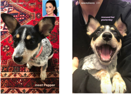 Pepper Kacey Musgrave’s dog