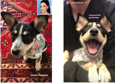 Pepper Kacey Musgrave’s dog 