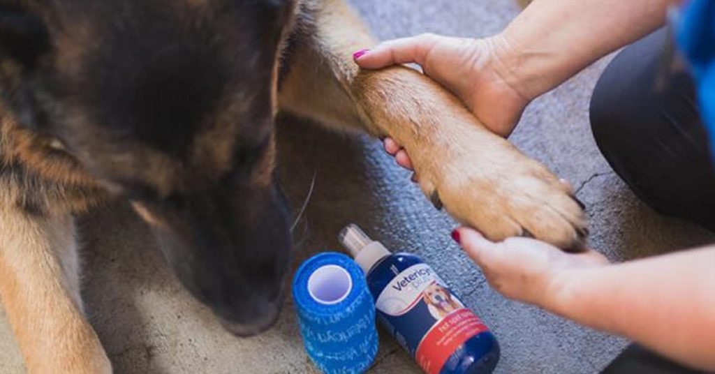 A woman treating a hot spot on a dog’s leg.