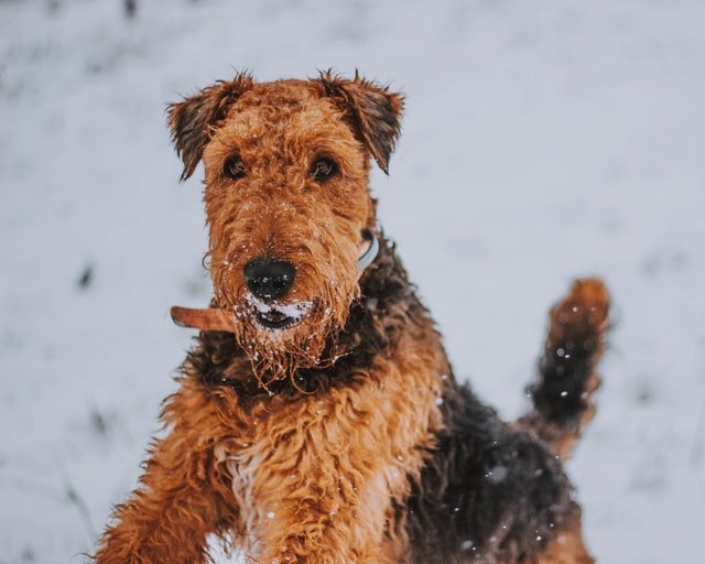 AIREDALE TERRIER Favourite Dogs