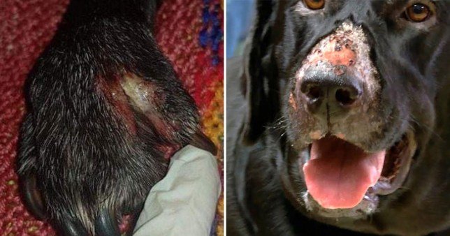 Alabama Rot or CRGV infecting the dog's paws and dog nose caused by bacteria