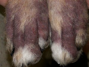 a closeup picture of atopic or allergic dermatitis infection on dog's paws