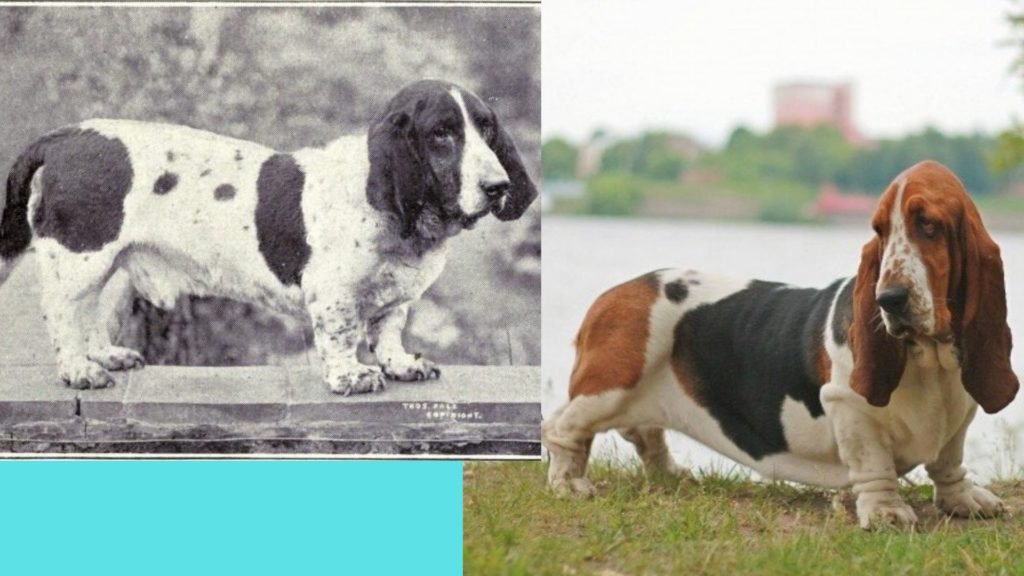 Basset Hound dog breed evolution