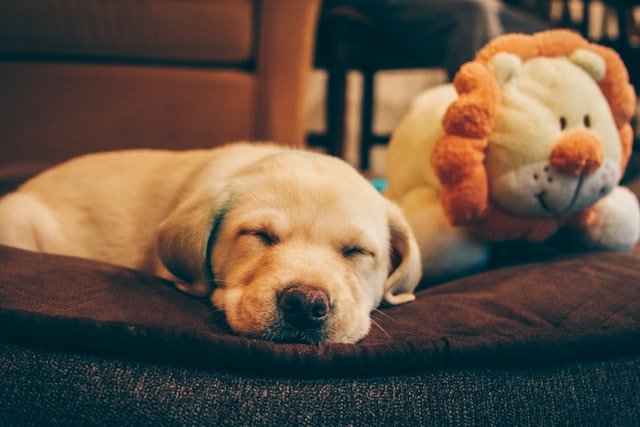 puppy sleeping on the floor 