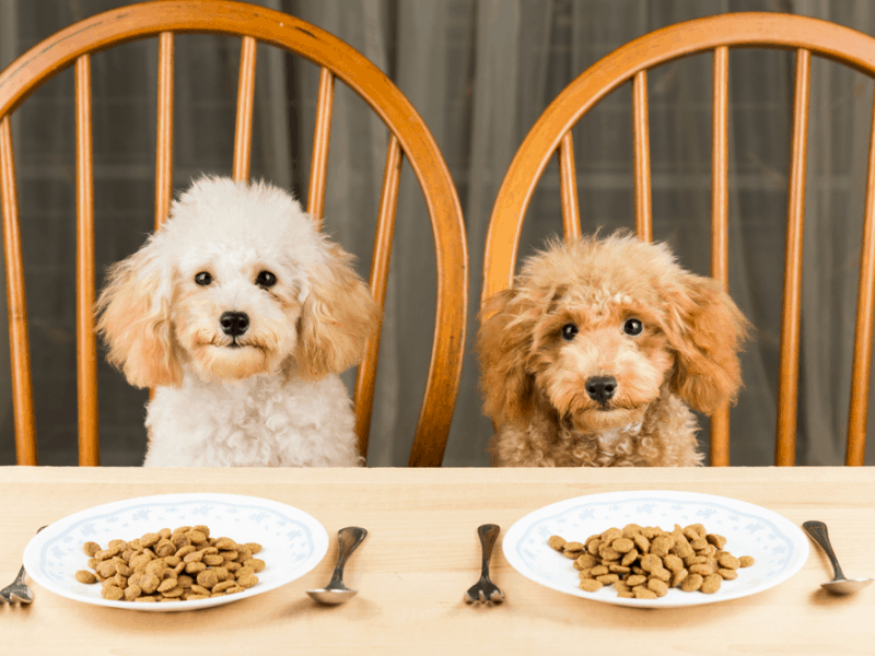 Two poodles sitting on chair and having best puppy food in the world