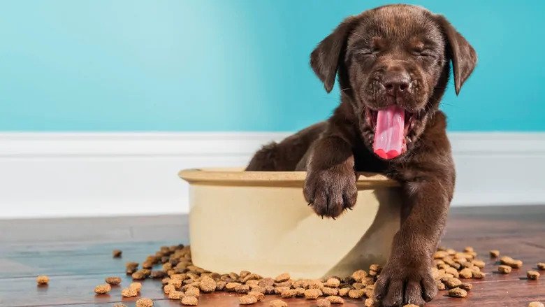 A chocolate labrador sitting in his food bowl with puppy food