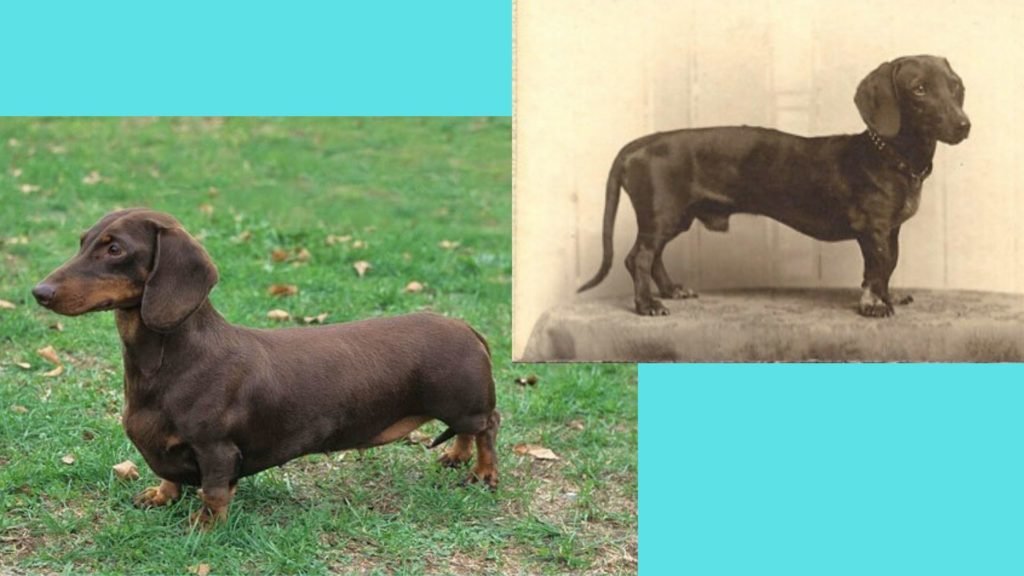 Dachshund dog breed evolution