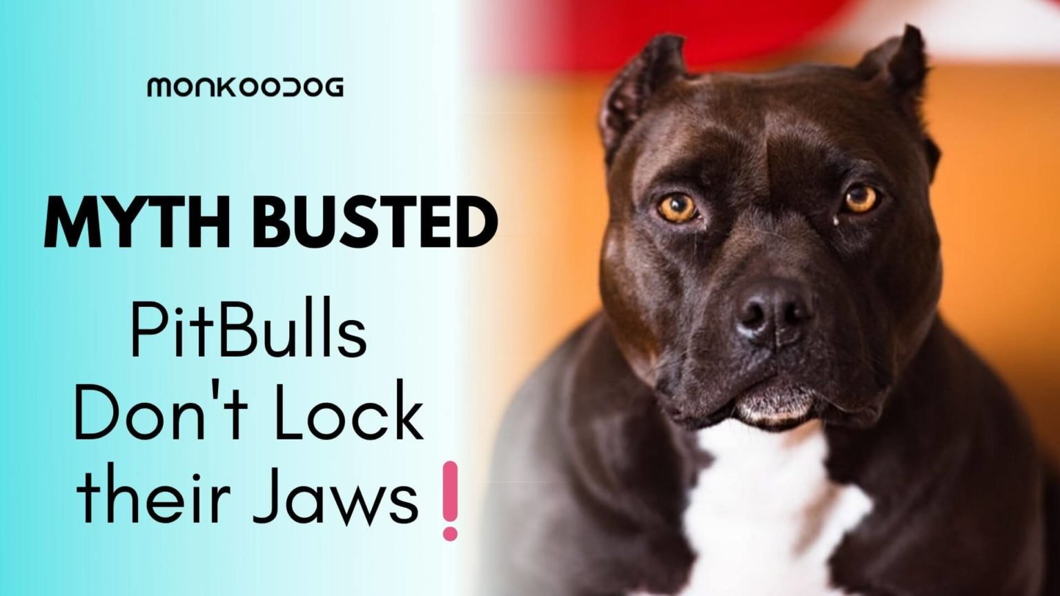 MYTH BUSTED: Is It True That PitBulls Lock Their Jaws When They Bite ...