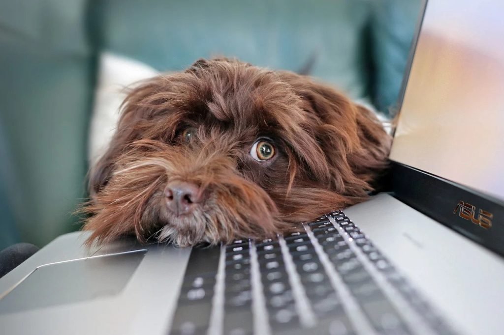 a Chocolate color dog is lying on asus laptop