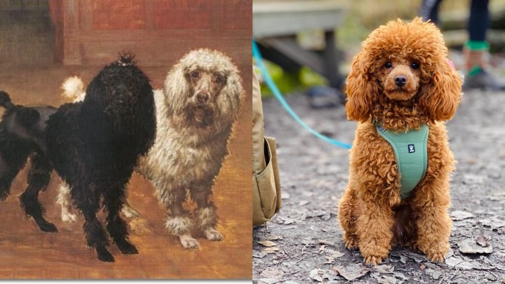 Poodle dog breed evolution