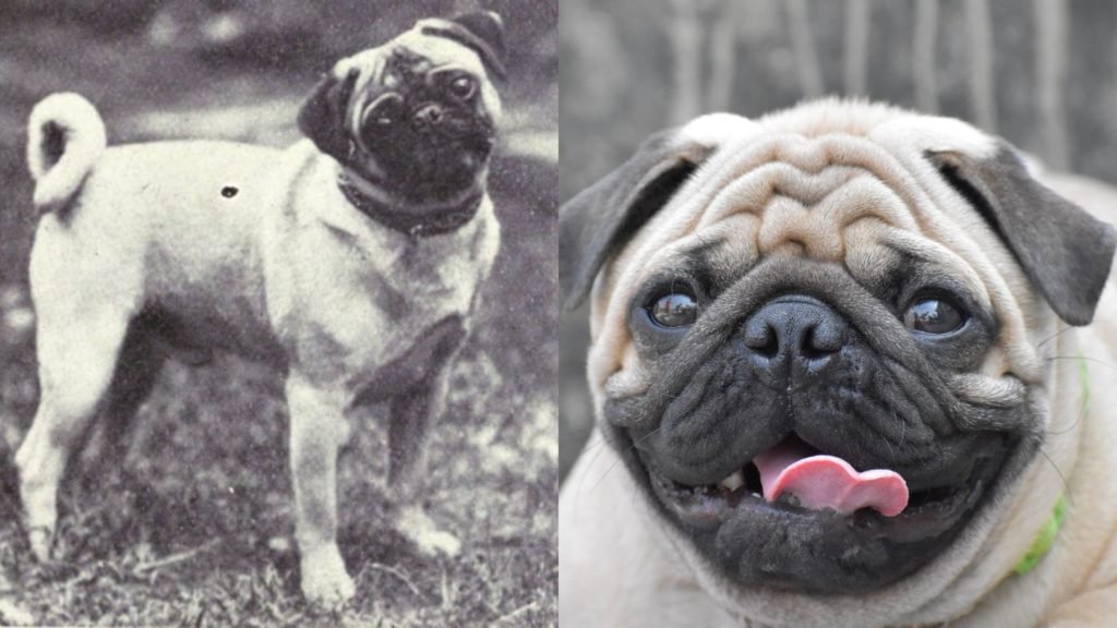 Pug dog breed evolution