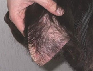 Sarcoptic Mange skin infection has infected the dog’s ear.