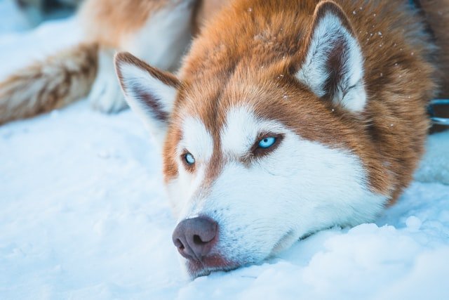 Siberian Husky dog breeds evolution - Favourite Dogs