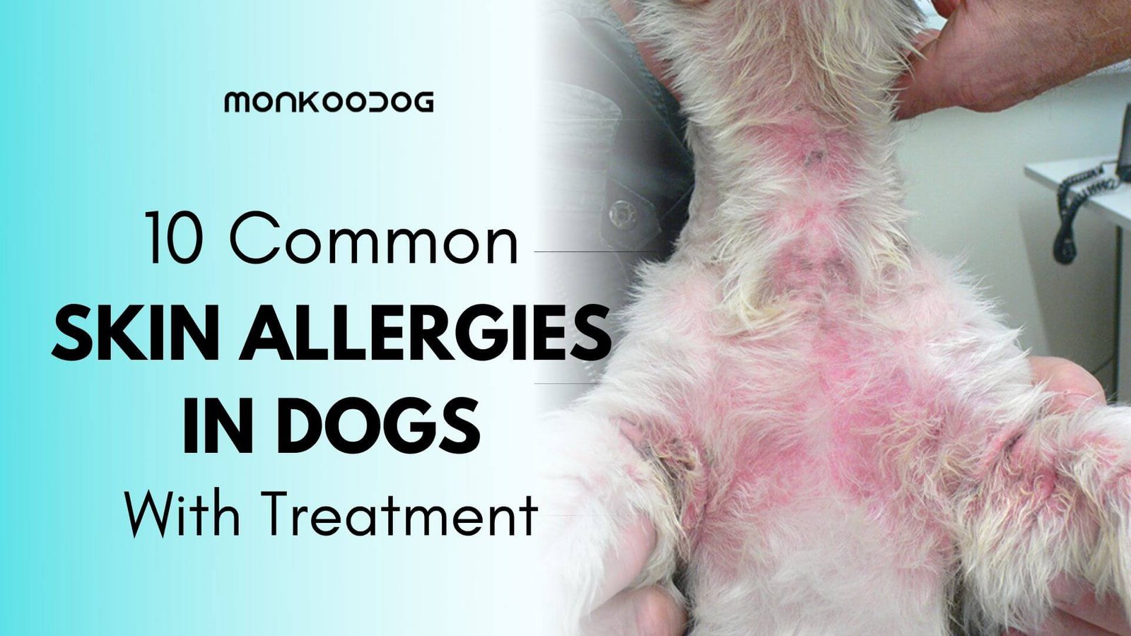 what does a skin infection look like on a dog