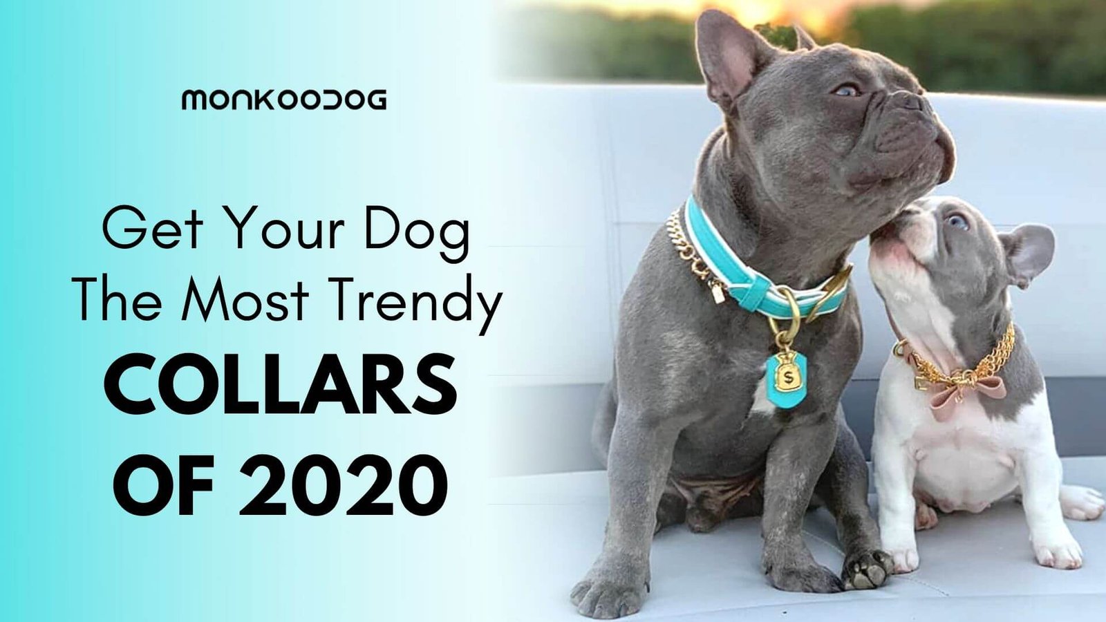 buy dog collar