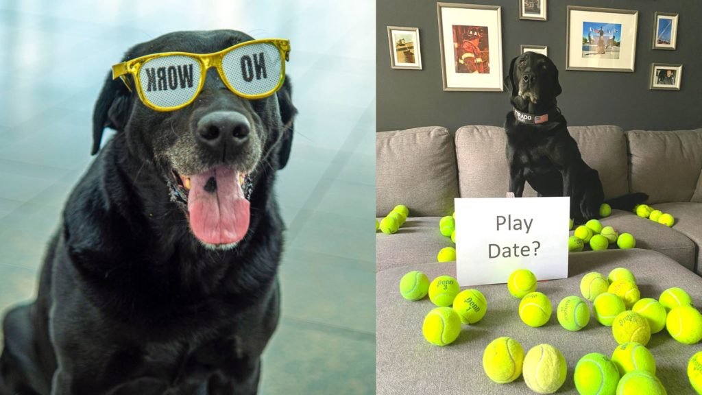 Ttirado , a black labrador posing on his retirement party with his gift.