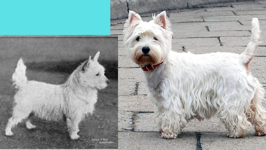 West king white terrier dog breed evolution