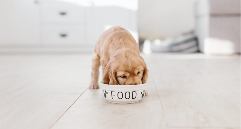 An English Cocker Spaniel Puppy is eating puppy food from his bowl