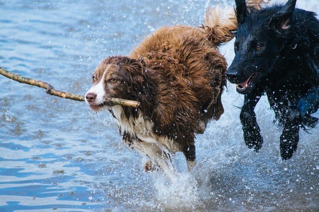 two dogs running in water.