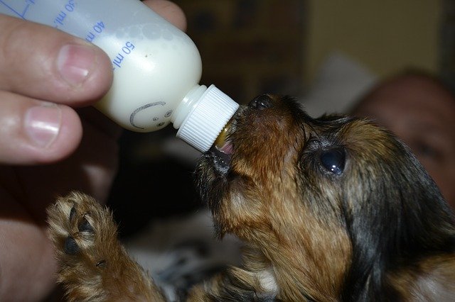 feeding milk to a very small puppy with bottle