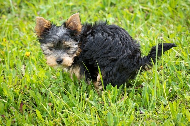 Yorkshire-terrier-small-puppy-pooping-on-green-grass-field