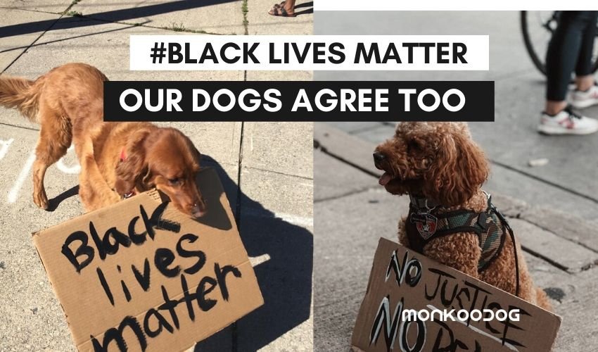 ‘Black lives matter’ - even dogs seem to be agreeing to fight for the cause