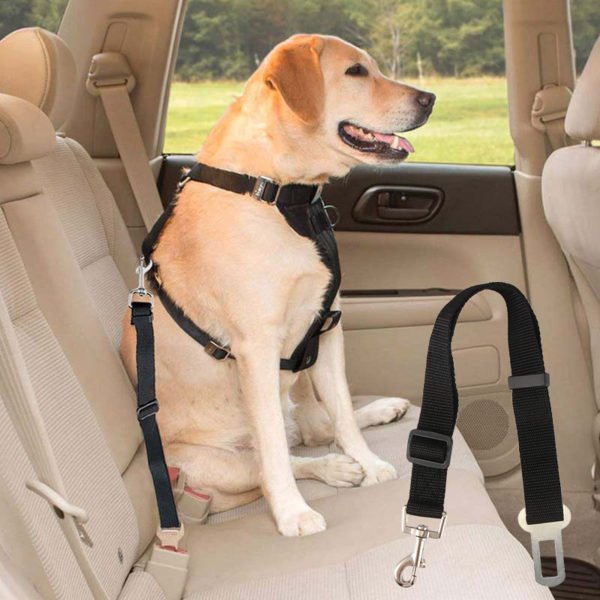 Best Car Accessories for Dog Owners Monkoodog
