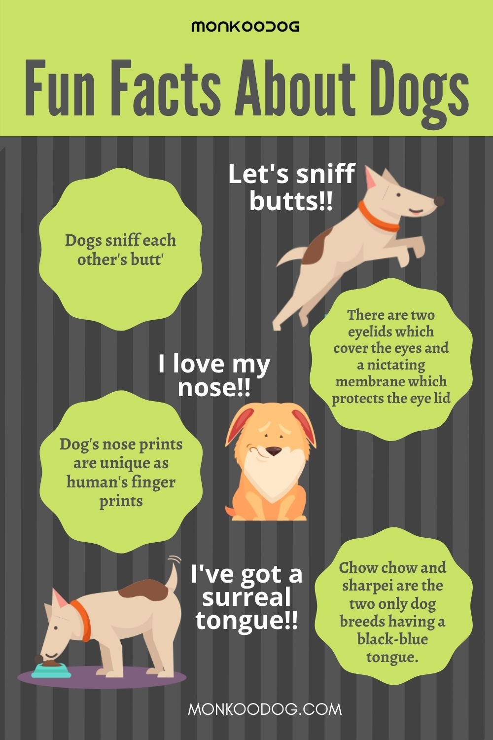 Fun Facts About Dogs You Never Know Monkoodog