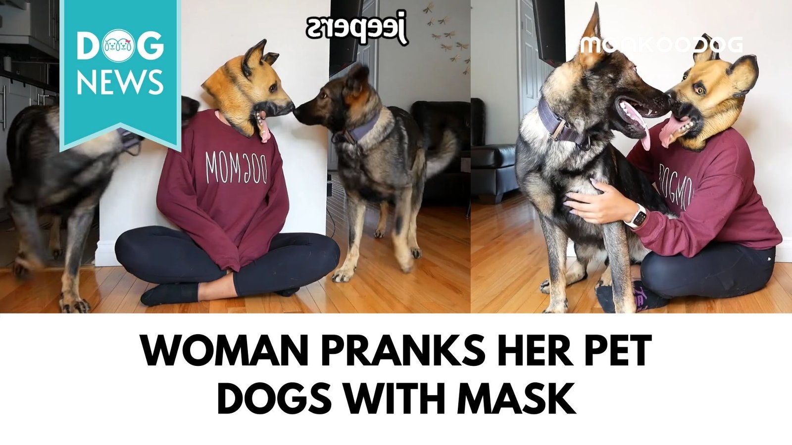 Hilarious video of a woman pranking her German Shepherds goes viral.