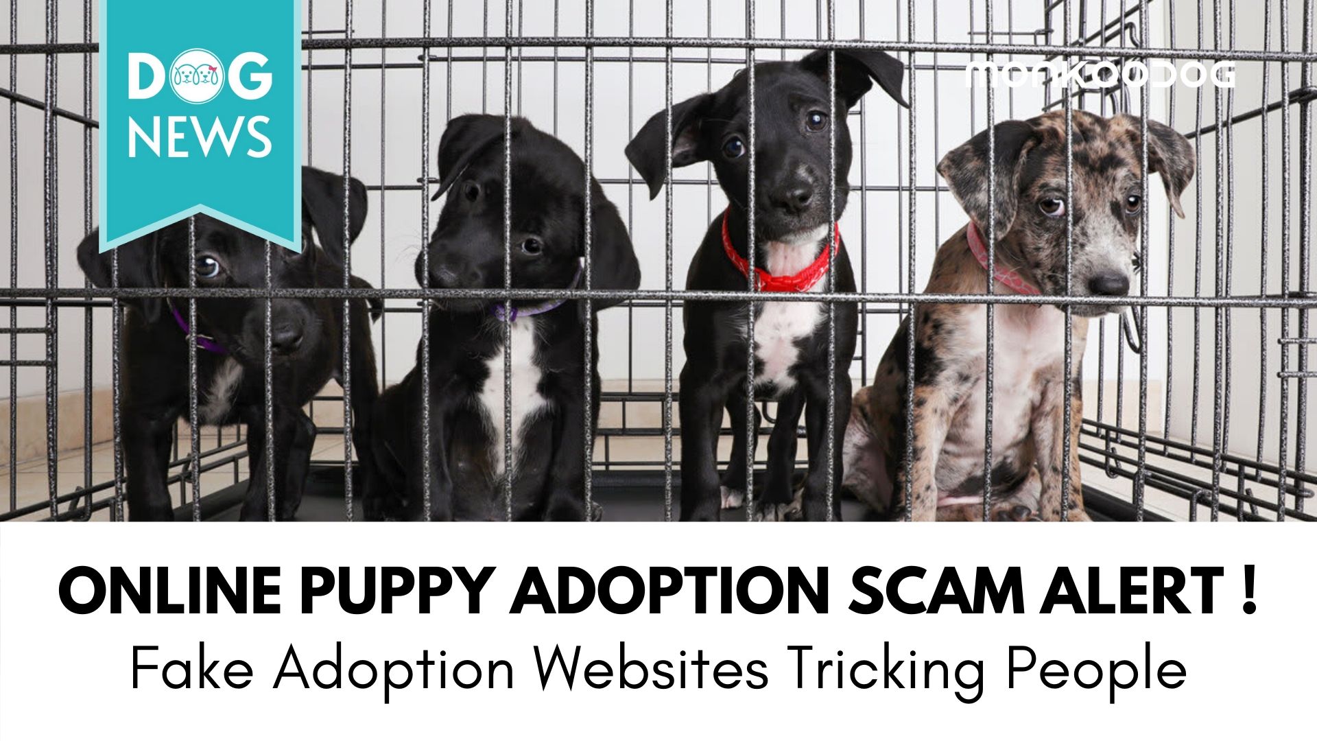 Online Puppy Adoption Scam Growing in the Latest Innovative Crime Style