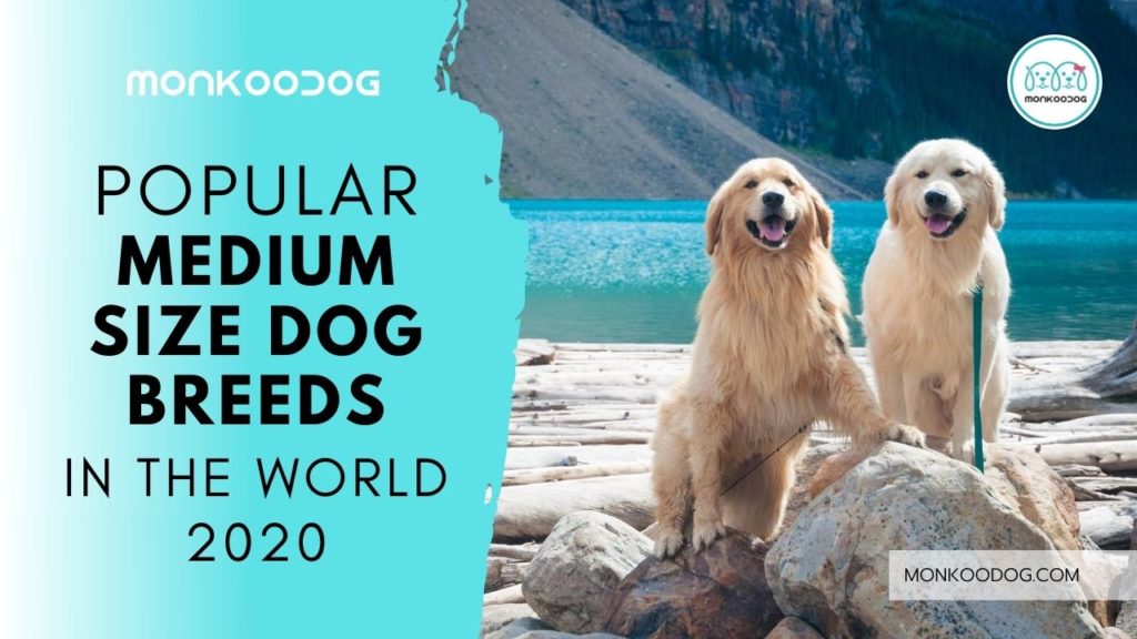 Popular Medium Sized Dog Breeds in the World 2020