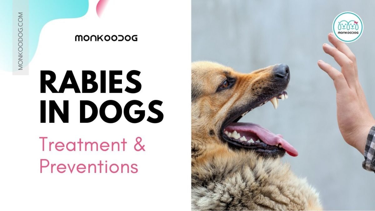 Rabies and Dog Bites Symptoms, Treatment & Prevention Monkoodog