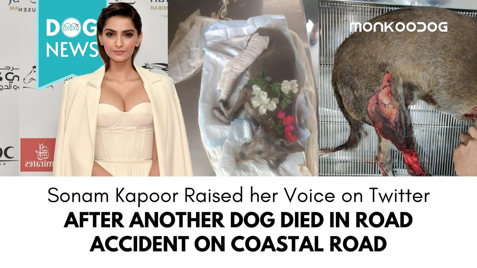 Sonam Kapoor Voices her Concern About the Harms Caused to Stray Dogs due to Coastal Road Construction in Mumbai