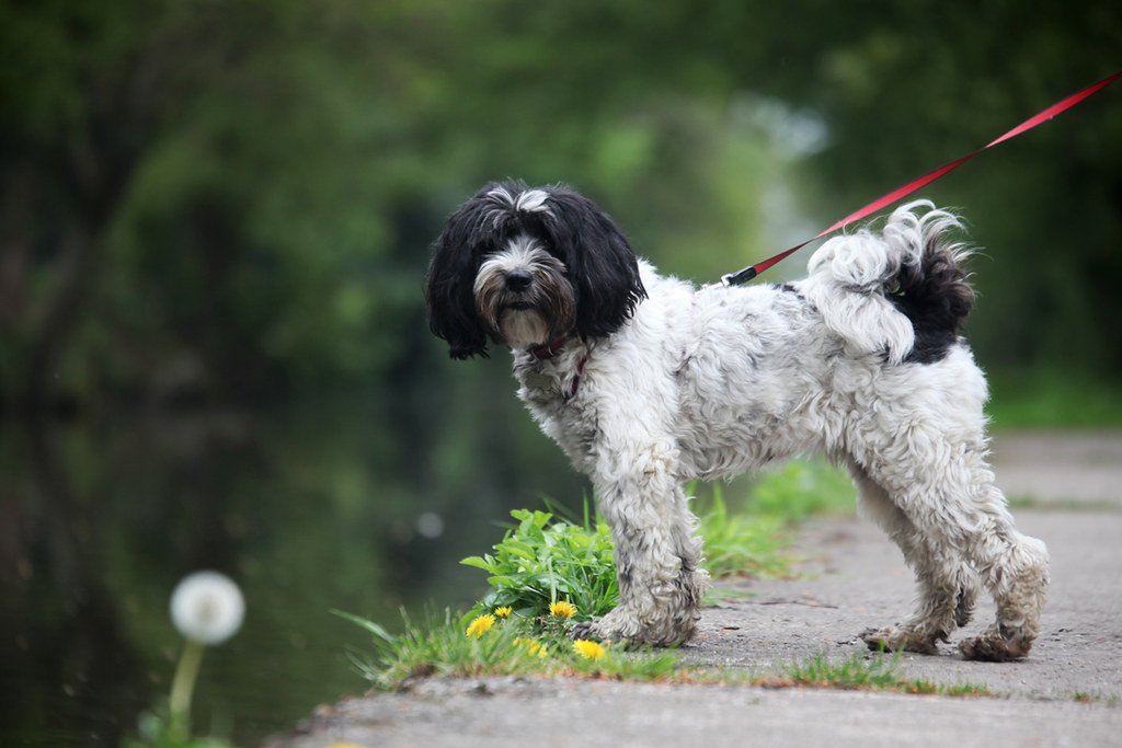 Tibetan Terrier